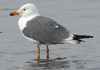 Larus armenicus